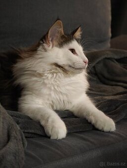 Koťátko s PP plemene Norská lesní kočka