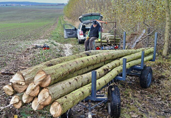 Japonský topol - sadba