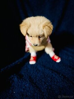 Zlatý retrívr – holčička (7 týdnů)