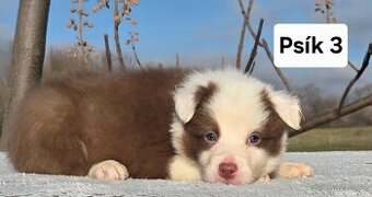 Border Collie, kolie