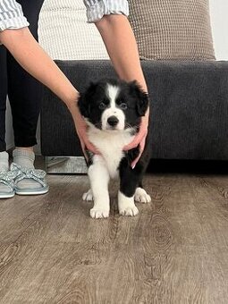 Štěňata Border kolie s PP