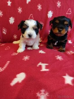 Jorkšírský terier bez PP