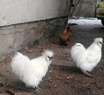 Hedvabnicka zdrobnela