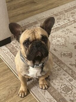 Francouzský buldoček krytí