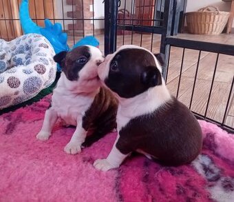 Bostonský terier  štěňata s průkazem původu FCI