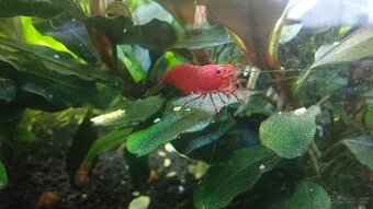 20ks červené krevetky neocaridina