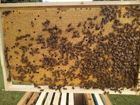 Prodám vyzimované včelí oddělky