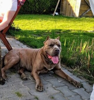Američan Bandog Mystic krytí
