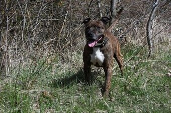 Pitbul , 5 letý /Rasty v útulku Chomutov