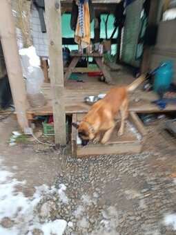Belgický ovčák malinois