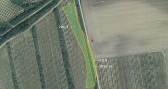 Sady, vinice, prodej, Čejkovice, Hodonín - 1