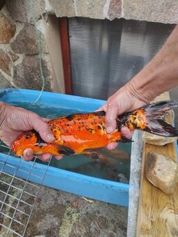 Kapr KOI