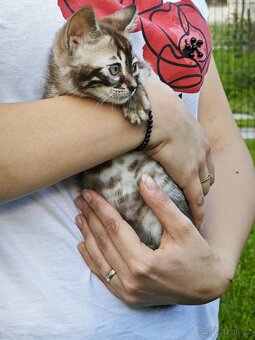 Bengálska kočka,kocour,koťatá.Bengal