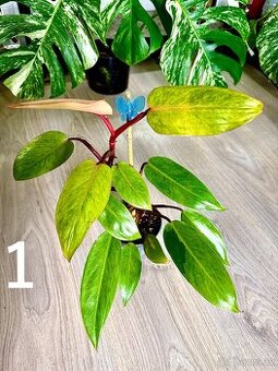 Philodendron Painted Lady