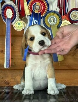 Bigel, bigl, beagle s PP /FCI/
