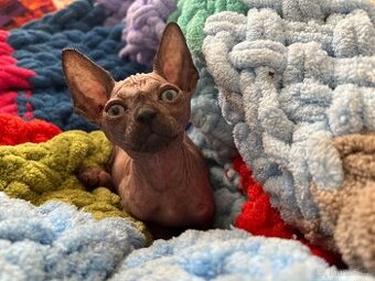 Kanadský sphynx
