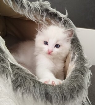 Ragdoll kočička