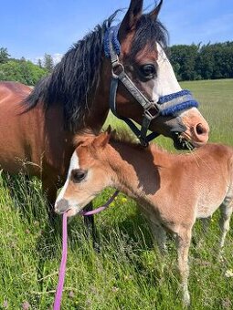Welsh Pony B