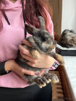 Králíčci k odběru