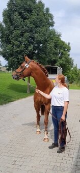Luxusní valach ČT pro hobby sport či aktivní rekreaci