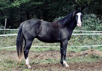 Paint horse valach