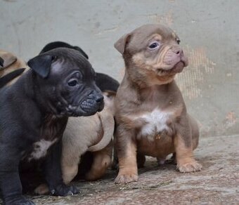 American bully pocket /sharpei