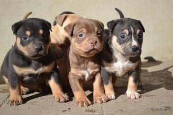 American bully pocket /sharpei