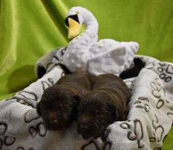 Labradorský retriever s PP