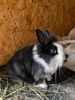 Králíci- zakrslý - 1