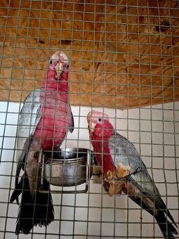 Ručně dokrmená mláďata