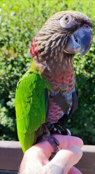 Amazoňan vějířový