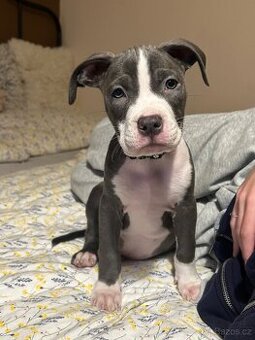 Americký Stafordširský teriér