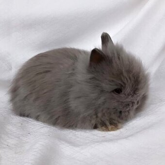 Zakrslí králíčci, beránci a teddy s rodokmenem