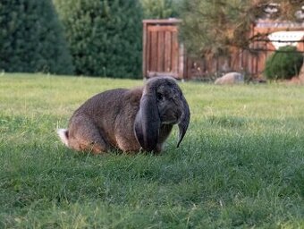 Nabízím připouštění čistokrevným FB s PP