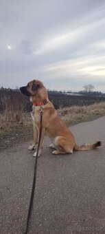 Pastevecký pes - kříženec