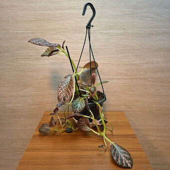 Episcia Cupreata Pink Acajou