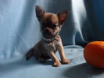 Nabízím štěňátka čivava, krátkosrstý a dlouhosrstý pejsci.