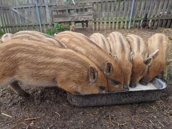 Selata prase domácí x divočák