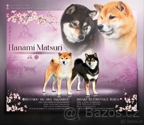 Štěnátka shiba inu s PP FCI