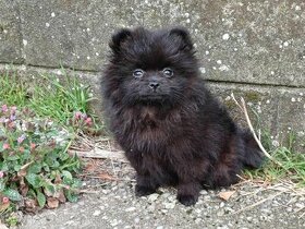 Luxusní Fenečka Pomeranian Mini - Pomeranian Boo - Černá
