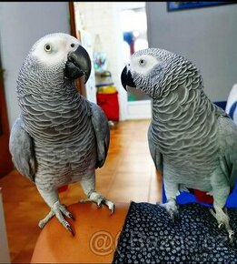 Dva mluvící afričtí šedí papoušci jsou k dispozici pouze pro