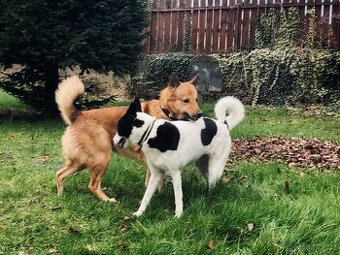 Kanaánský pes - štěňata s PP (Canaan dog)