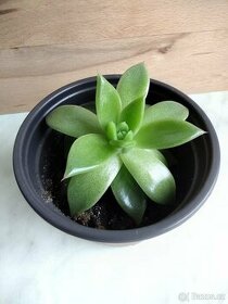 Echeveria agavoides miranda