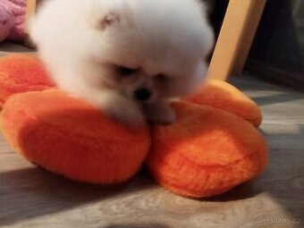 Pomeranian - 1