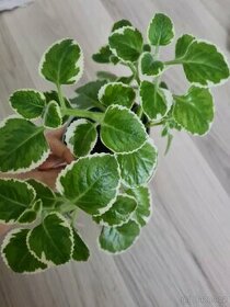 Raritni panasovany rymovnik rostouci v substratu