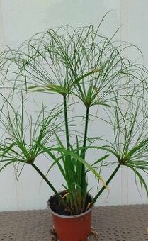 Šáchor papírodárný - Cyperus Papyrus