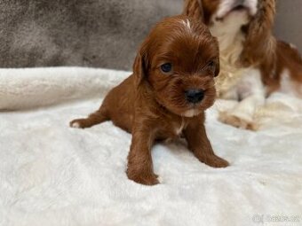 Cavapoo