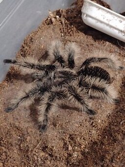 Sklípkan Brachypelma albopilosa Nikaragua - 1