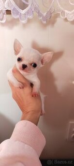 Čivava chlapeček bez PP