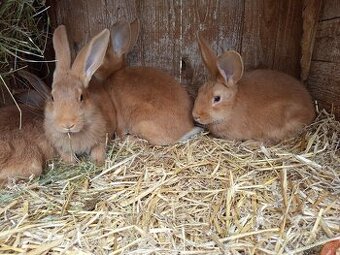 Čistokrevný burgundský králík